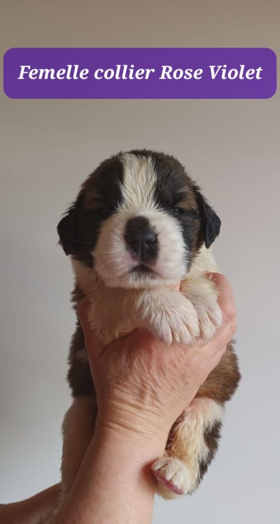 de l'ange aux papillons - Chiots disponibles - Chien du Saint-Bernard