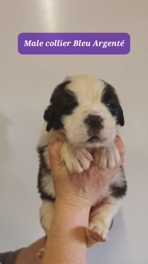 de l'ange aux papillons - Chiots disponibles - Chien du Saint-Bernard