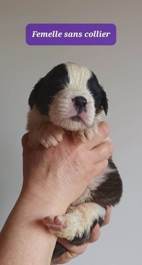 de l'ange aux papillons - Chiots disponibles - Chien du Saint-Bernard