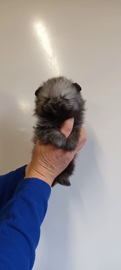 de l'ange aux papillons - Chiots disponibles - Spitz allemand