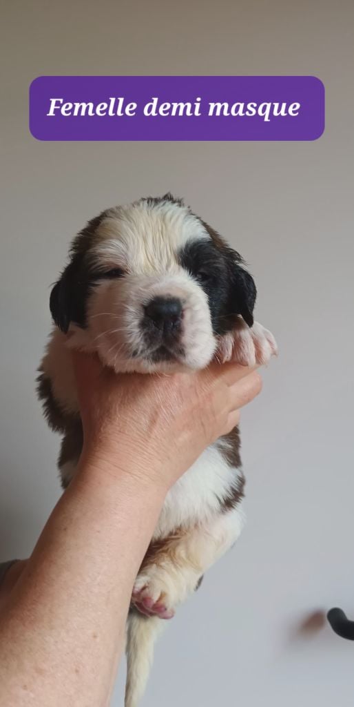 de l'ange aux papillons - Chiots disponibles - Chien du Saint-Bernard