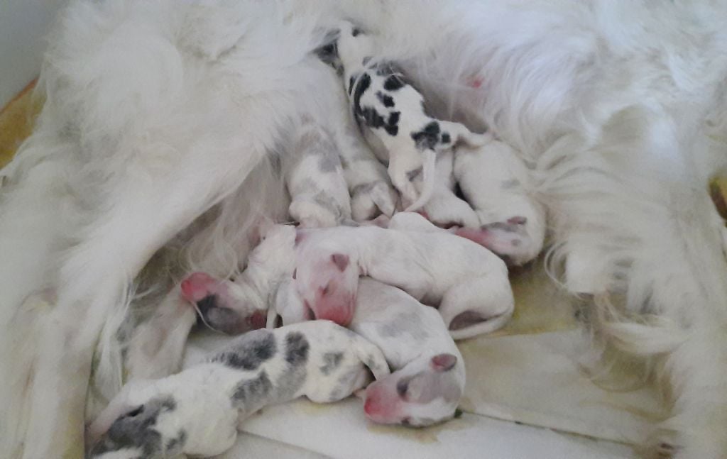 Les chiots de  Romy et Rebel sont nés !