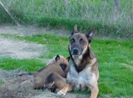 des Loups de Saint-Benoît - Berger Belge - Portée née le 25/09/2016