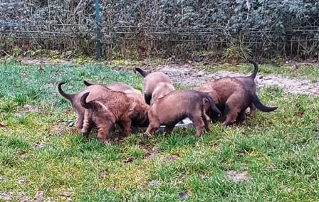 des Loups de Saint-Benoît - Berger Belge - Portée née le 17/11/2021