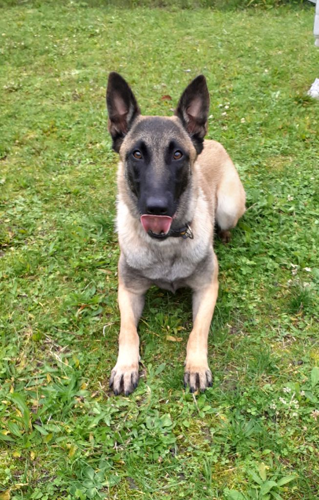 Chiot Berger Belge des Loups de Saint-Benoît