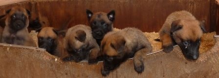 des Loups de Saint-Benoît - Berger Belge - Portée née le 03/06/2014