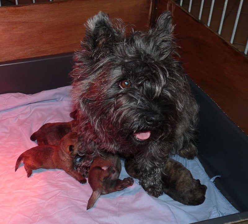 Chiot Cairn Terrier des Loups de Saint-Benoît