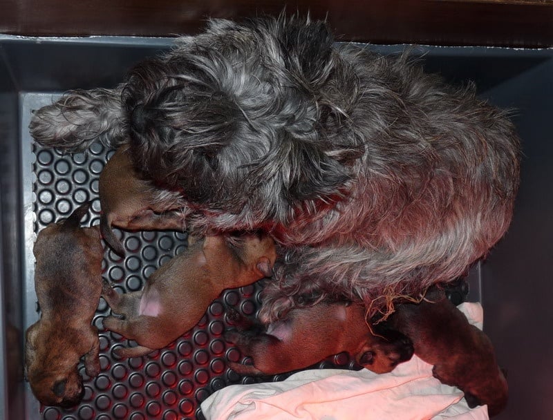 Chiot Cairn Terrier des Loups de Saint-Benoît