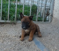 CHIOT