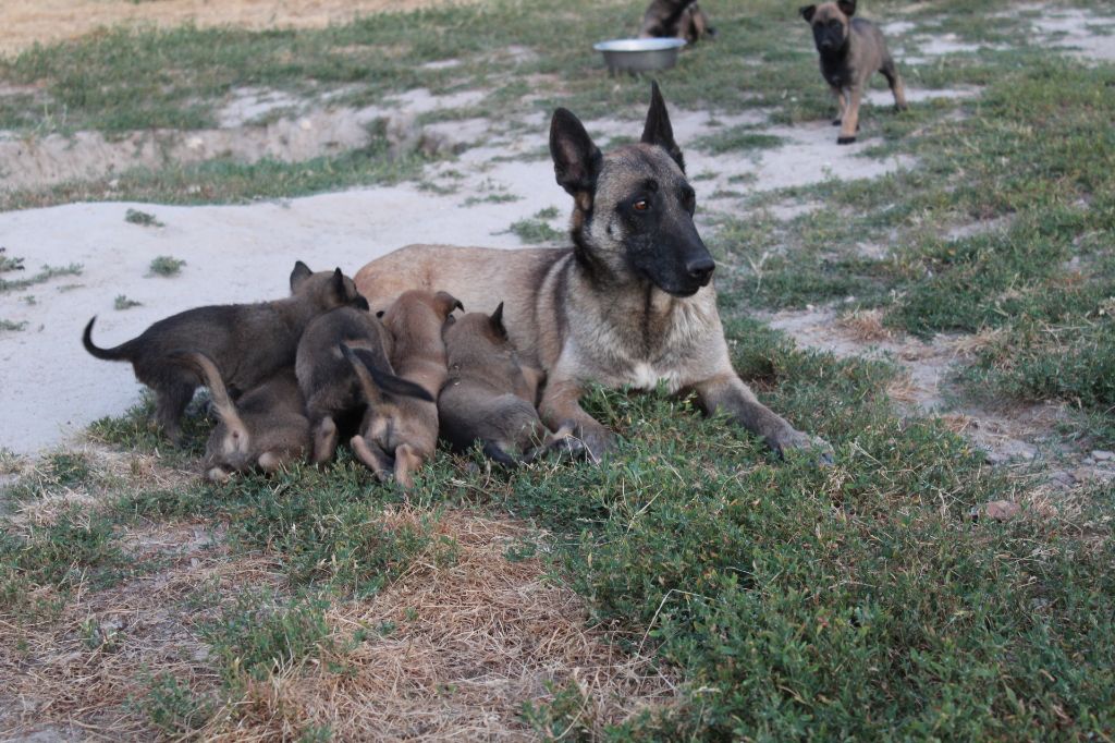 des Loups de Saint-Benoît - Berger Belge - Portée née le 03/06/2019