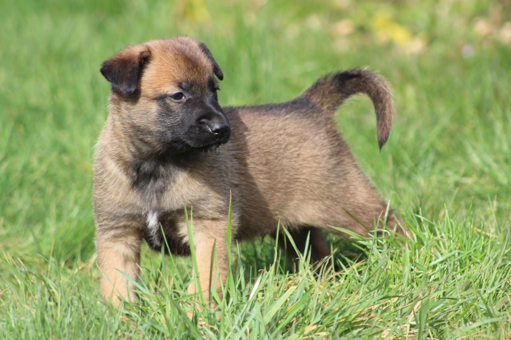 des Loups de Saint-Benoît - Chiots disponibles - Berger Belge