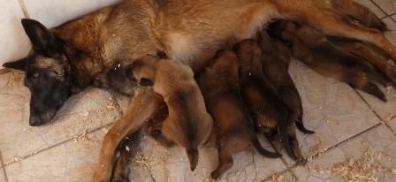 des Loups de Saint-Benoît - Berger Belge - Portée née le 18/07/2018