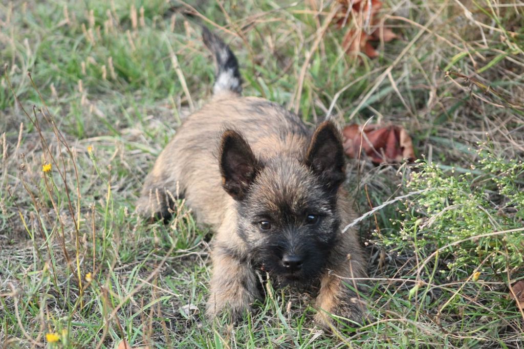 des Loups de Saint-Benoît - Cairn Terrier - Portée née le 15/07/2019