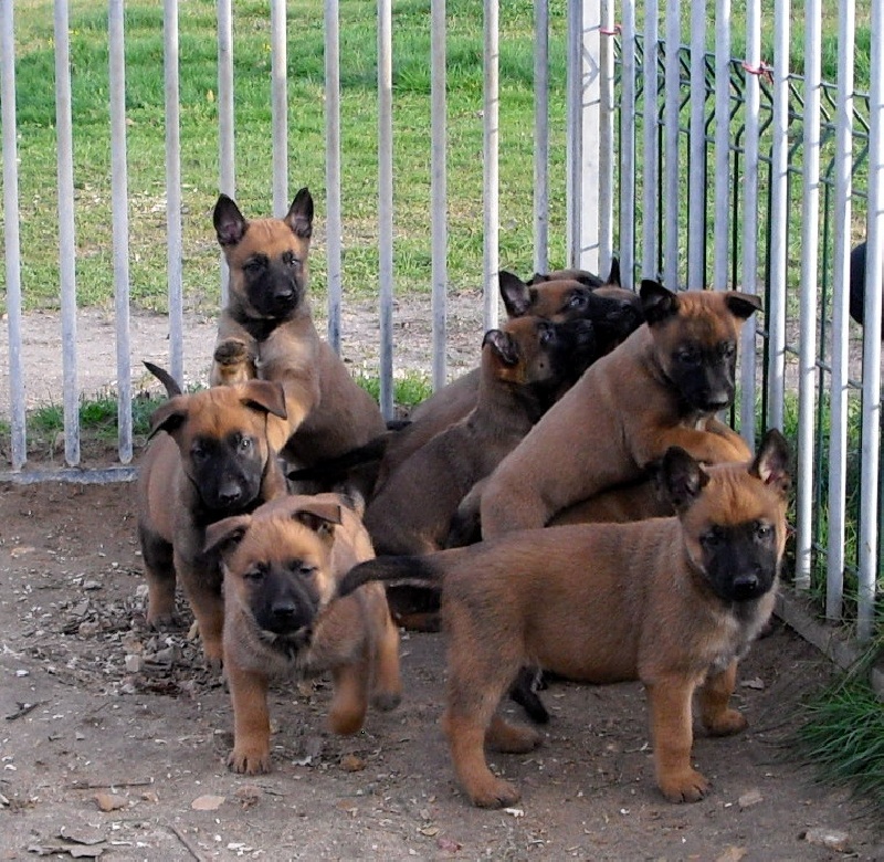 des Loups de Saint-Benoît - Berger Belge - Portée née le 21/10/2009