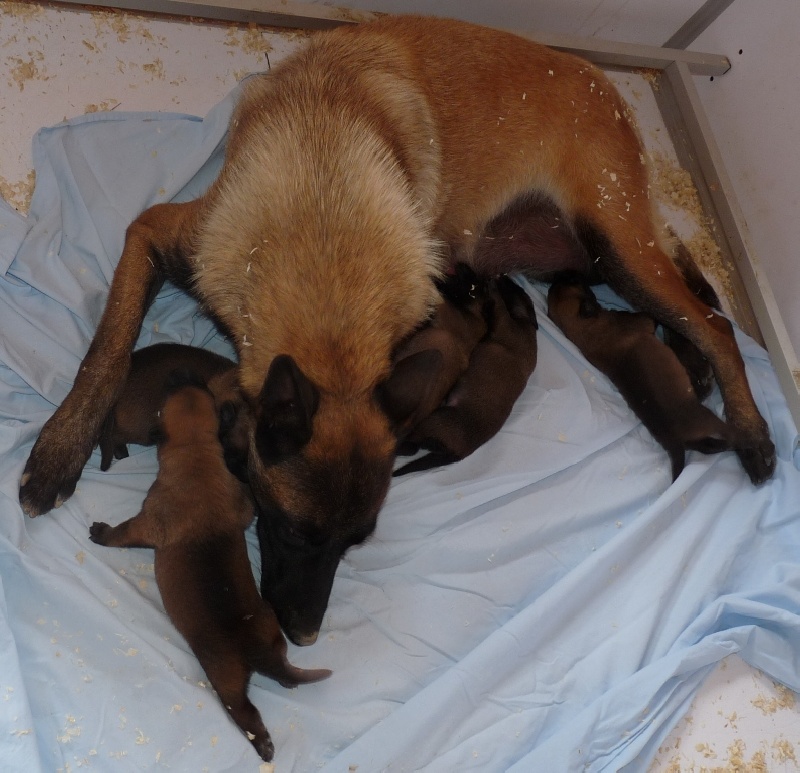 Chiot Berger Belge des Loups de Saint-Benoît