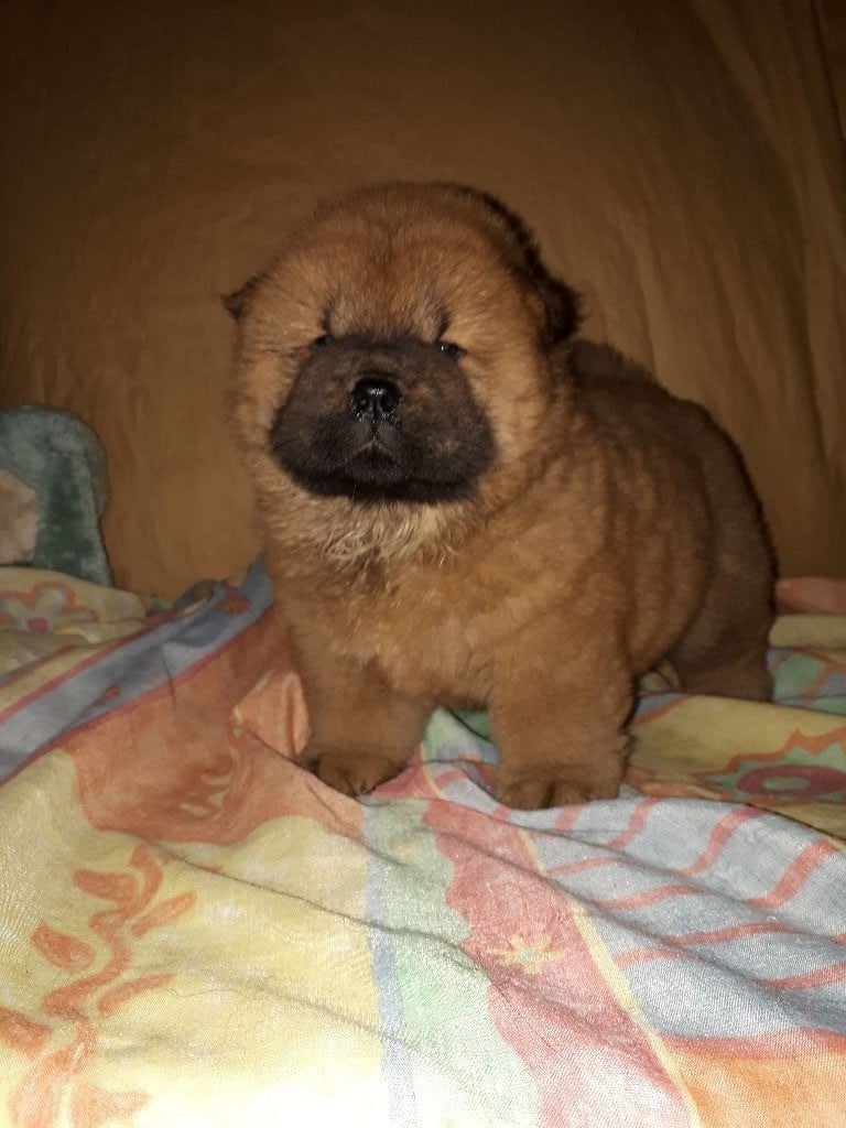 du lee-dou des thitounes - Chiots disponibles - Chow Chow