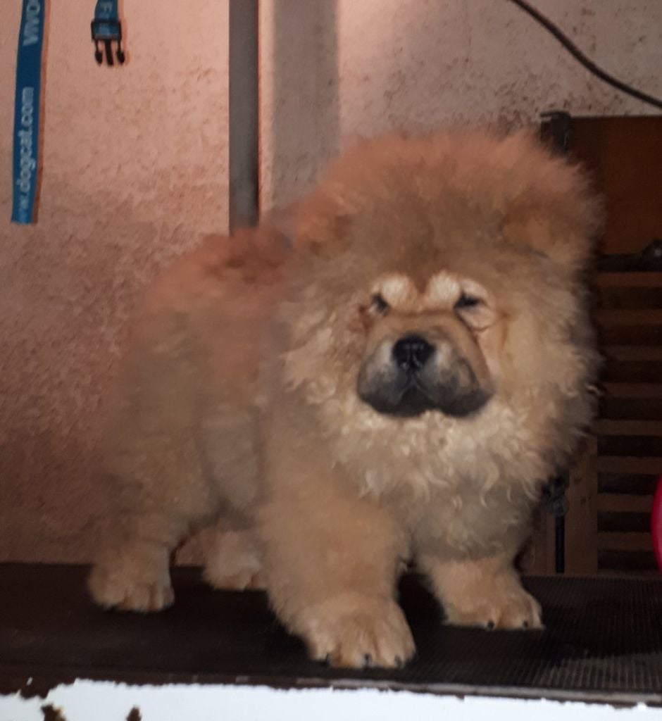 du lee-dou des thitounes - Chiots disponibles - Chow Chow