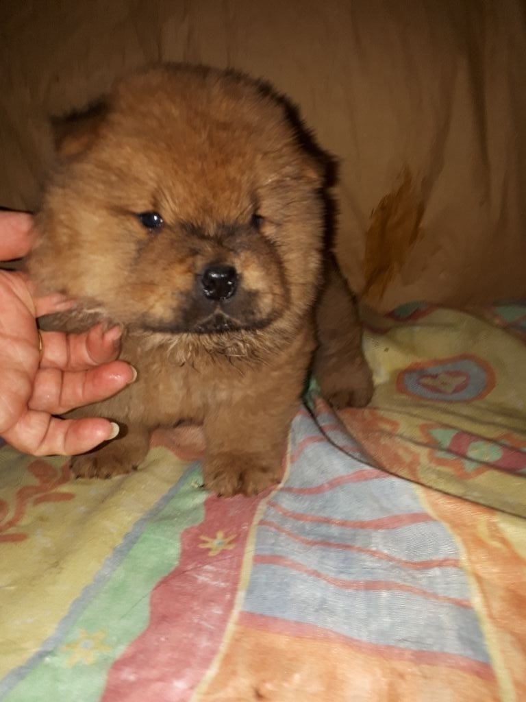 du lee-dou des thitounes - Chiots disponibles - Chow Chow