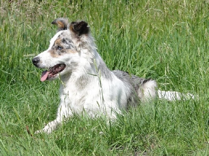 des Lacs de la Cote d'Argent - Le chien d'une vie...