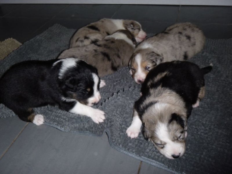 Chiot Border Collie des Lacs de la Cote d'Argent