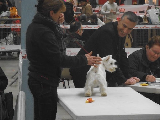 du Moulin de la Seigneurie - JAVA 1ère expo à Niort le 15 fevrier 2015 Meilleur de race Baby 