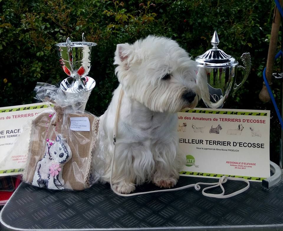 Aldo Meilleur terrier de la Régionale à Vallères ! 