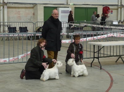 du Moulin de la Seigneurie - ALDO REMPORTE LE CAC CACIB MEILLEUR DE RACE A NIORT