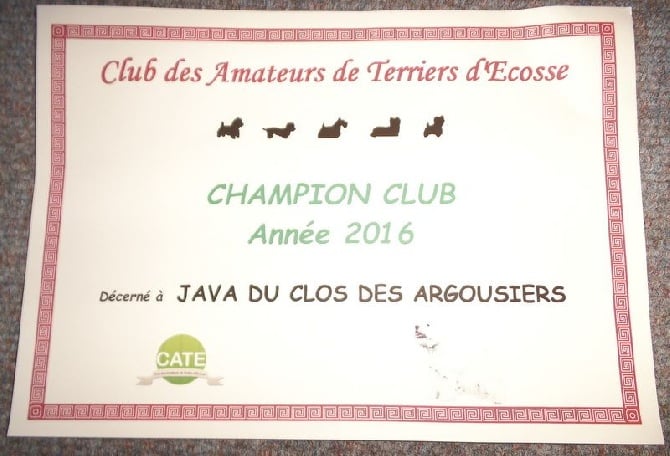 Java obtient le titre de "CHAMPION CLUB TERRIER 2016"