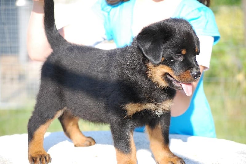 de La Haie des Copelins - Rottweiler - Portée née le 15/05/2009