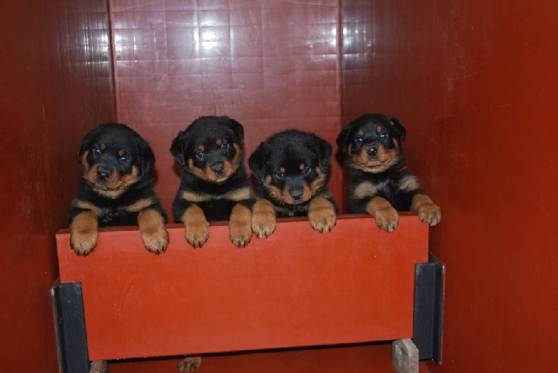 Chiot Rottweiler de La Haie des Copelins