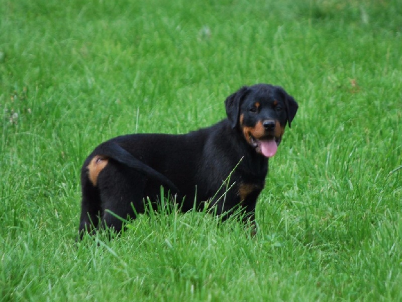 de La Haie des Copelins - Rottweiler - Portée née le 24/03/2016