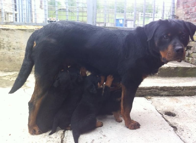 de La Haie des Copelins - Rottweiler - Portée née le 03/03/2014