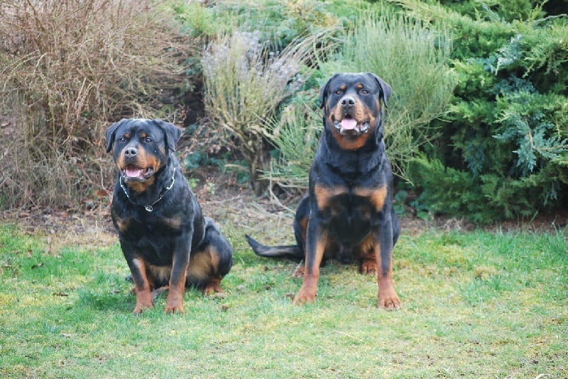 de La Haie des Copelins - Rottweiler - Portée née le 05/05/2010