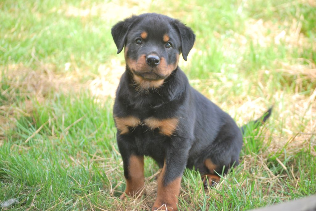 de La Haie des Copelins - Rottweiler - Portée née le 11/05/2019