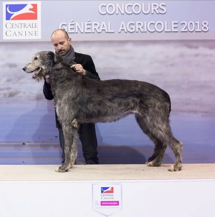 du Chrystal d'Ossian - Oughtiv From Graham's Ark Médaille d'or du Concours Général Agricole