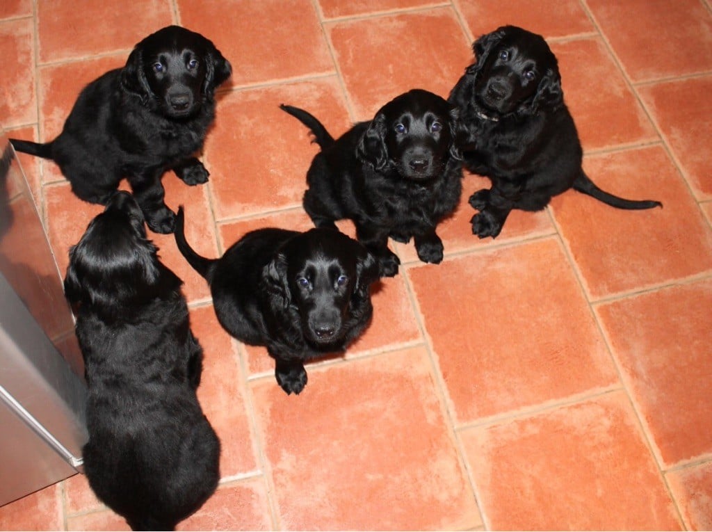 Chiot Flat Coated Retriever Mandaral