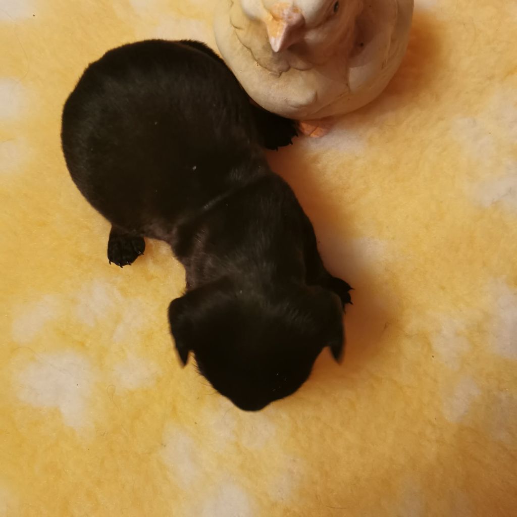 des Merveilles de Juliette - Chiots disponibles - Teckel poil ras