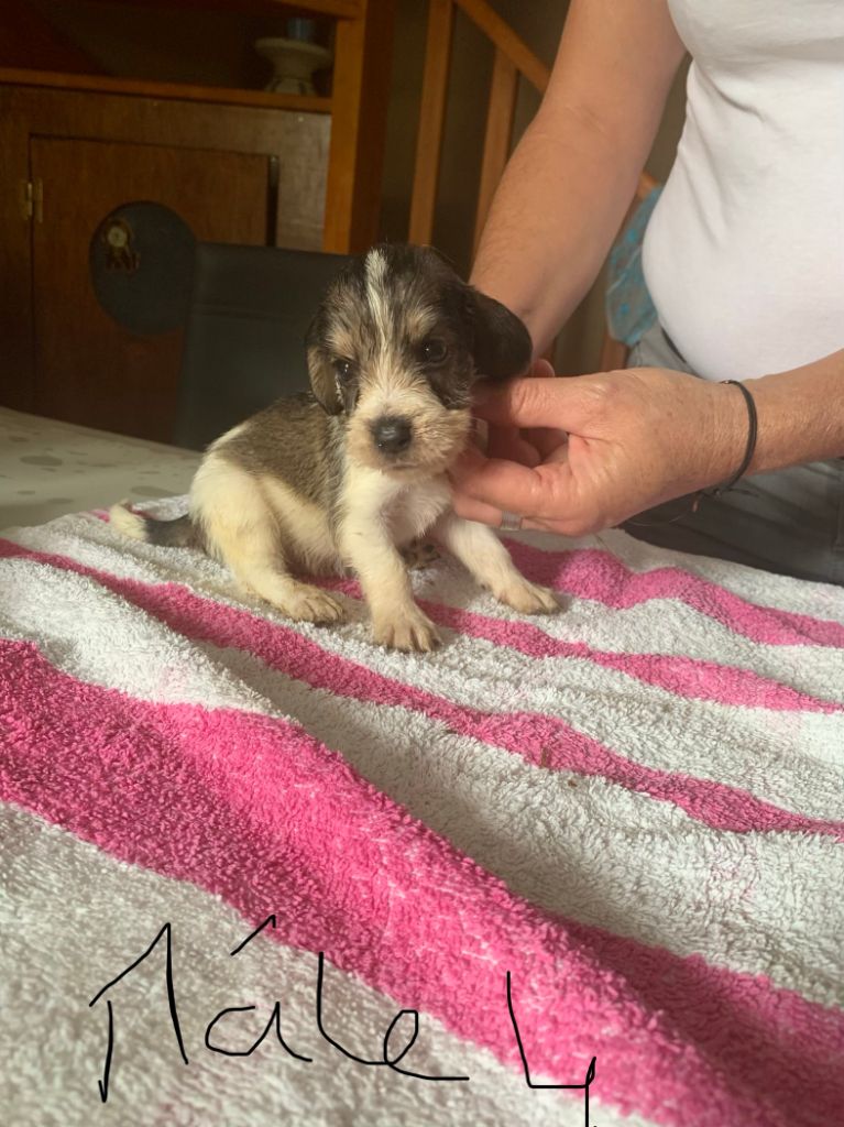 du Rocher des deux Frères - Petit Basset griffon vendeen - Portée née le 25/08/2019