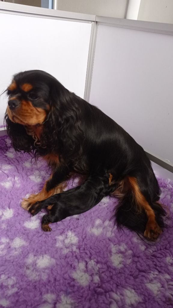 Chiot Cavalier King Charles Spaniel de Coursières