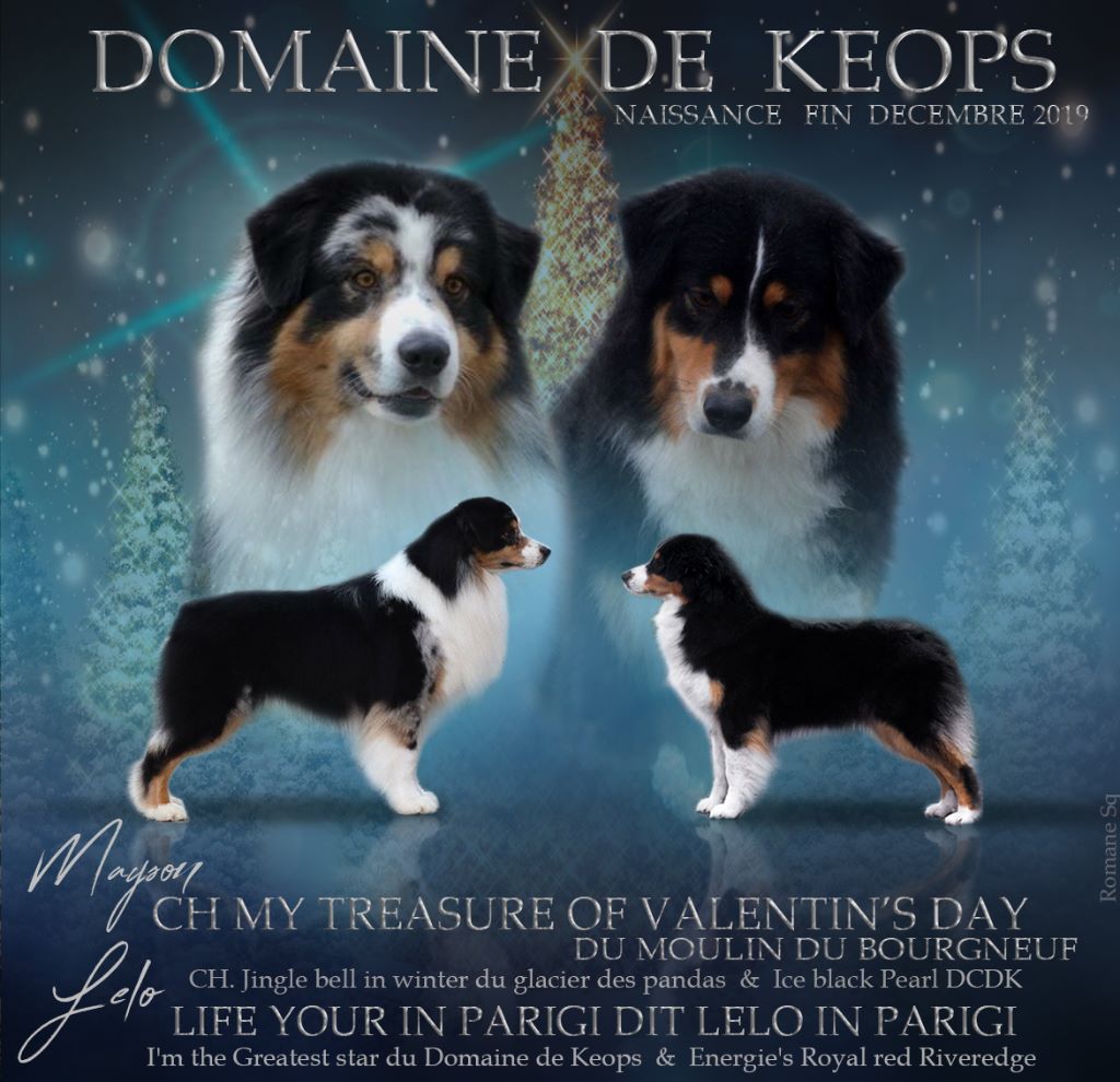 Chiot Berger Australien du domaine de Keops