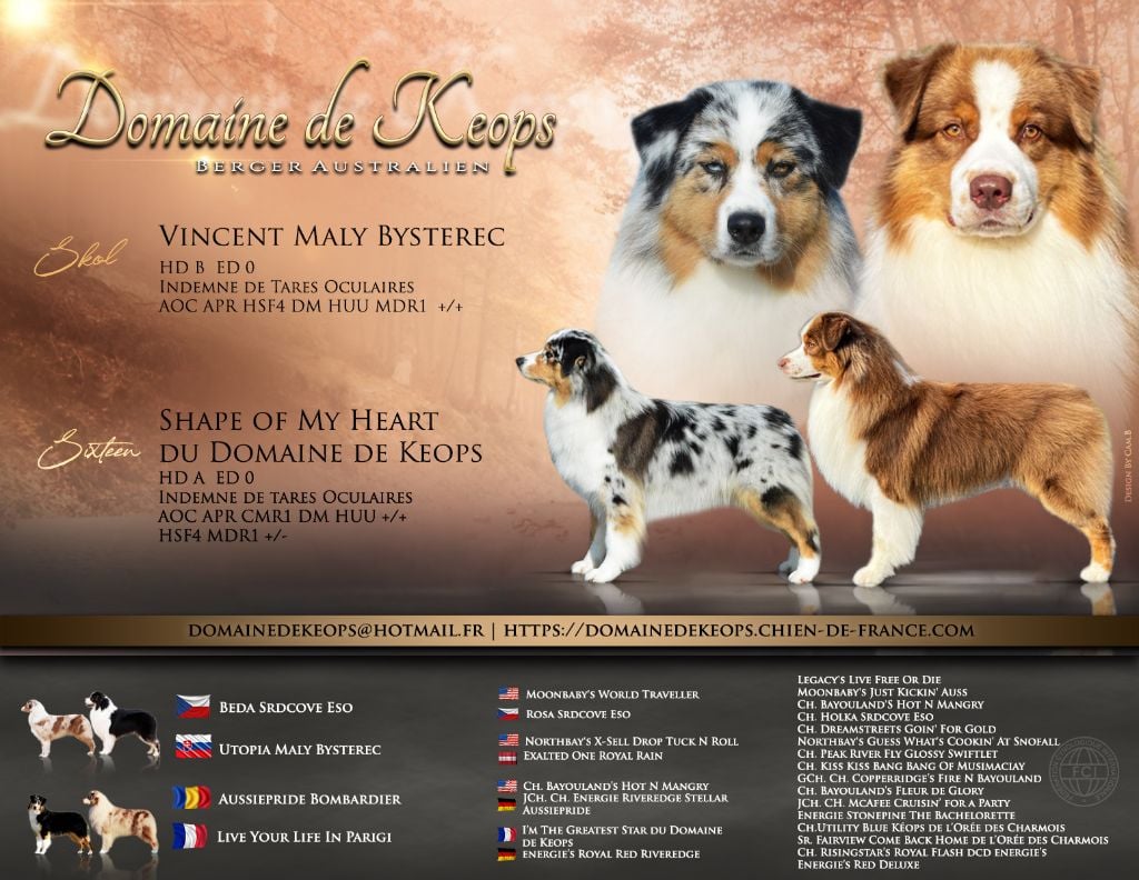 Chiot Berger Australien du domaine de Keops