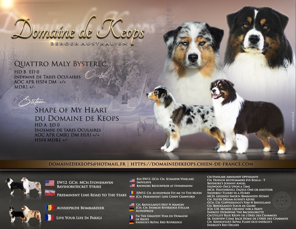 Chiot Berger Australien du domaine de Keops