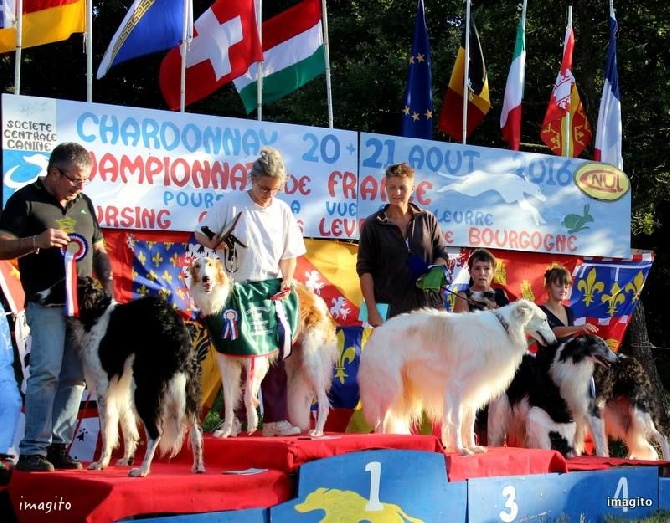 de Prjevalski - Championnat de france de pvl à Chardonnay 2016