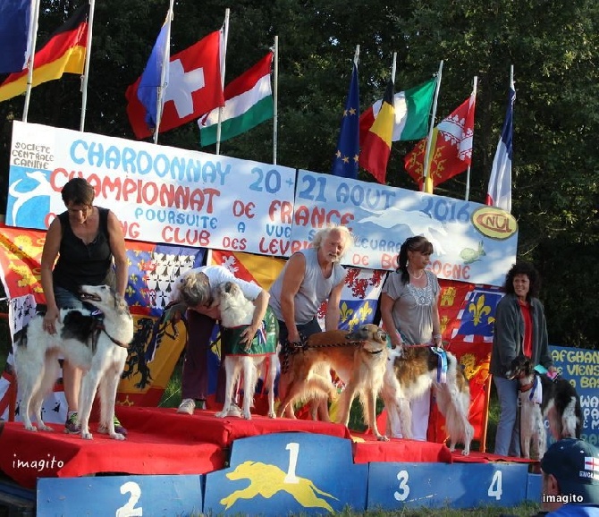 de Prjevalski - Championnat de france de pvl à Chardonnay