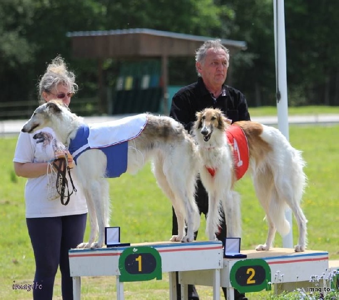 de Prjevalski - Championnat de france de racing à Liverdy le 21 mai