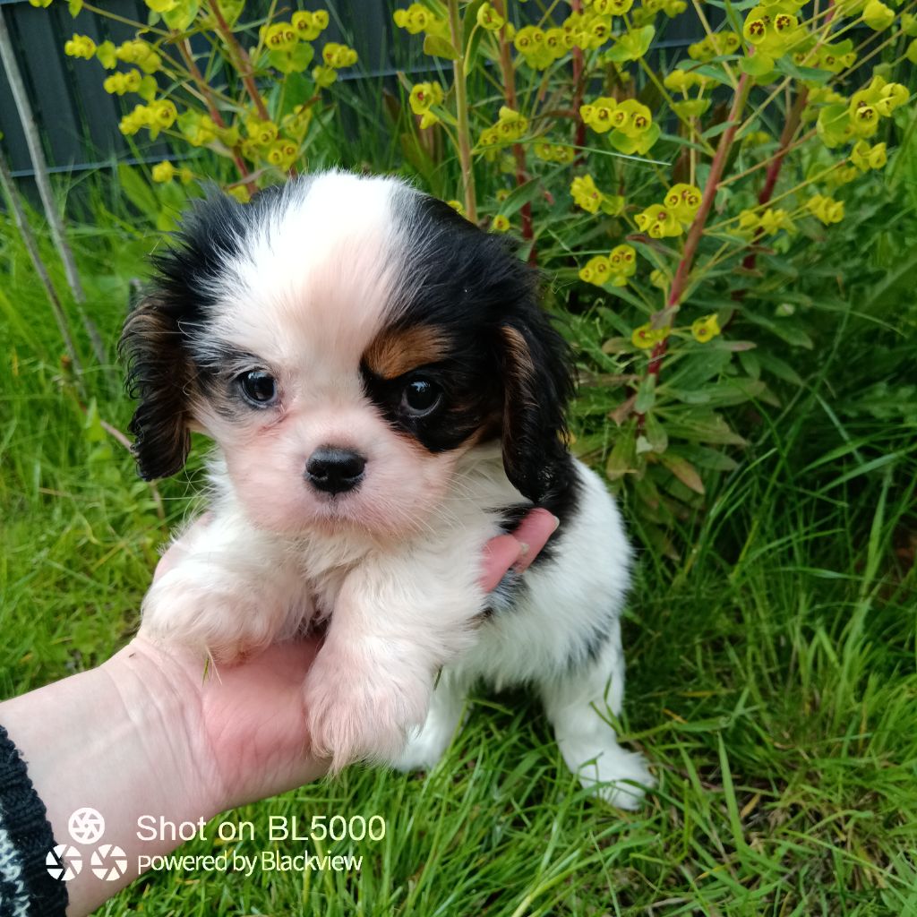 de Nais Line - Cavalier King Charles Spaniel - Portée née le 02/03/2023