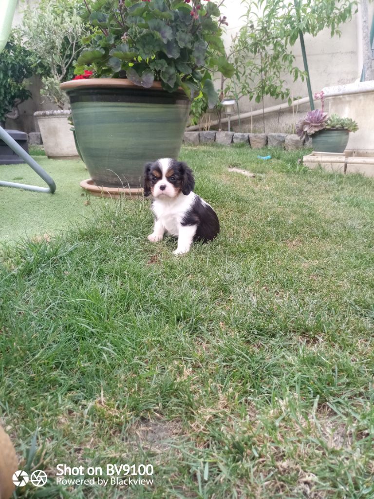 de Nais Line - Cavalier King Charles Spaniel - Portée née le 10/04/2022