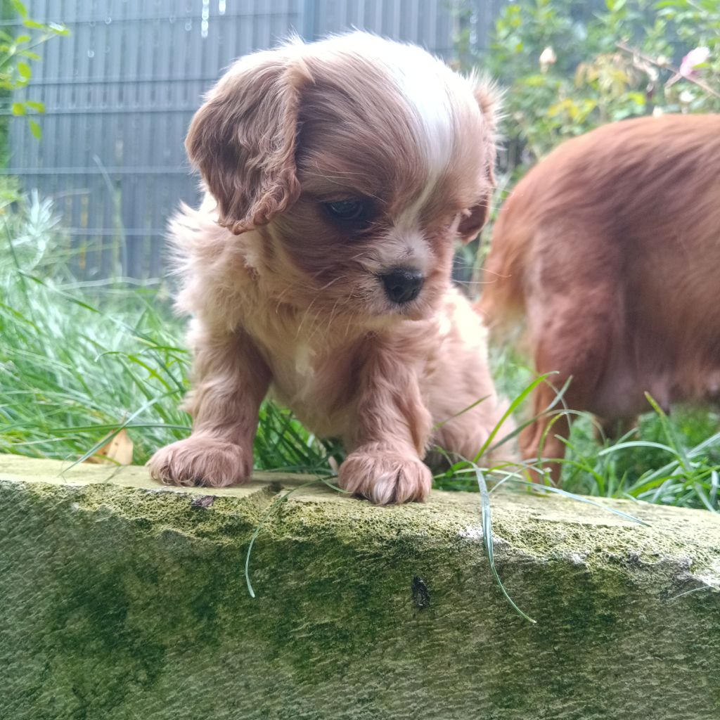 de Nais Line - Cavalier King Charles Spaniel - Portée née le 29/06/2023