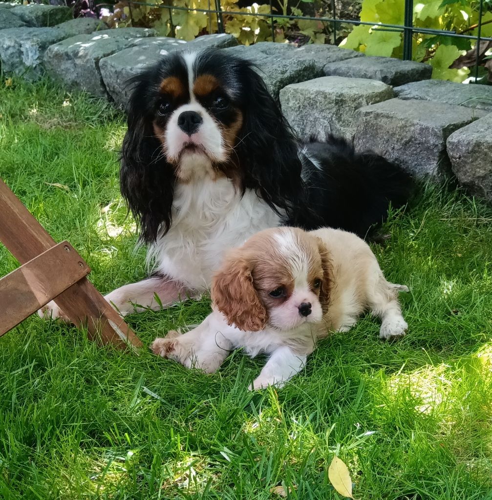 de Nais Line - Cavalier King Charles Spaniel - Portée née le 20/04/2024