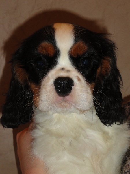 de Nais Line - Cavalier King Charles Spaniel - Portée née le 19/10/2013